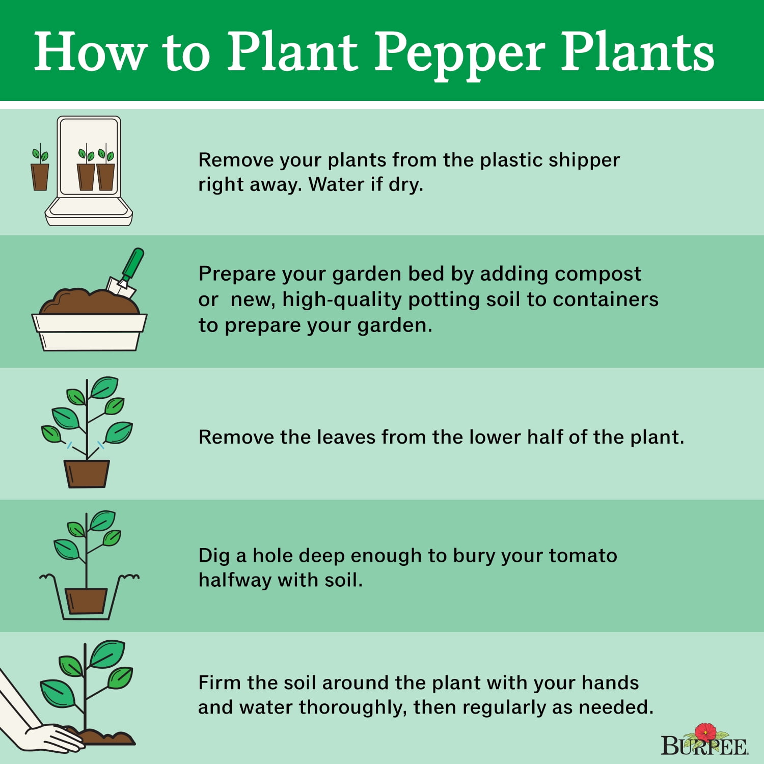 Burpee Tangerine Dream Pepper Annual Vegetable Seed, 1-Pack, Full Sun