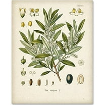 Olive Branch Botanical Artwork - 11x14 Unframed Art Print - Great Home Decor