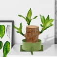 thumbnail image 6 of YFGEFTR Brazilian Wood Plant, Mini Brazil Lucky Wood, Lucky Tree, with Ceramic Tray Brazilian Tree Perfect for Home, Office Desktop Decoration, 6 of 7