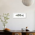 thumbnail image 3 of Striped Bass Roccus Saxatilis, Fishes, Animals Framed Art Print Wall Art by Encyclopaedia Britannica Sold by Art.Com, 3 of 5