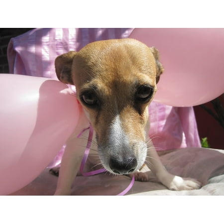 - Framed Art For Your Wall Animal Jack Russel Dog Doggy Animals Pet Dogs 10x13 Frame