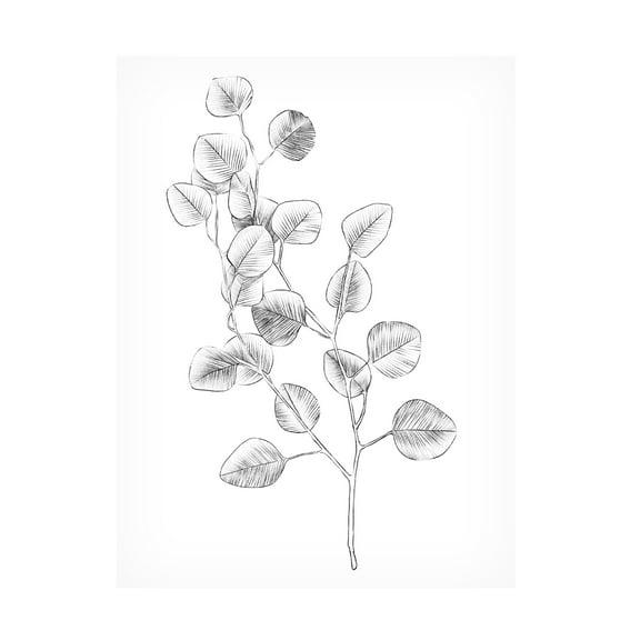 Emma Scarvey 'Eucalyptus Sketch IV' Canvas Art
