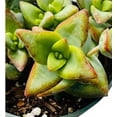 thumbnail image 3 of Live Succulent Plants 4" Pot Crassula Conjuncta, 3 of 5