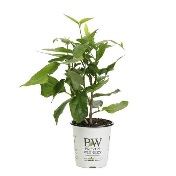 Proven Winners ColorChoice 6" Red 'Aphrodite' Sweetshrub Live Plant in 7.5" Pot