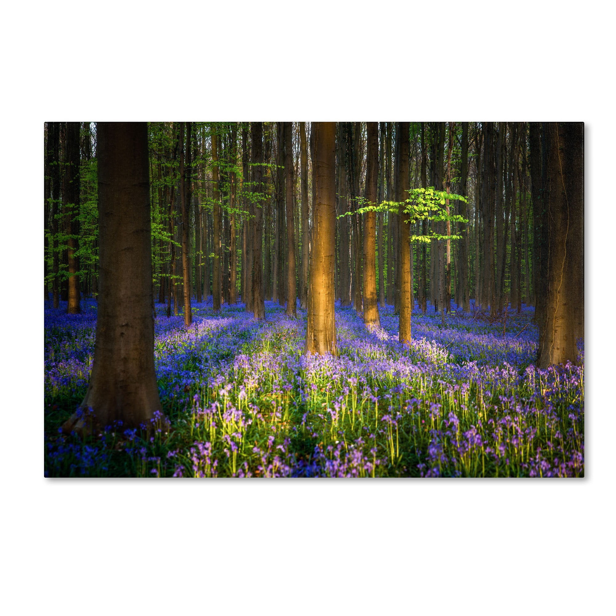 Trademark Fine Art "Mystical Forest" Canvas Art by Mathieu Rivrin