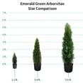 thumbnail image 3 of Direct Gardening Green Giant Arborvitae Tree Live Evergreen Shrub, 5-6 ft Tall, 3 Pack, 3 of 4
