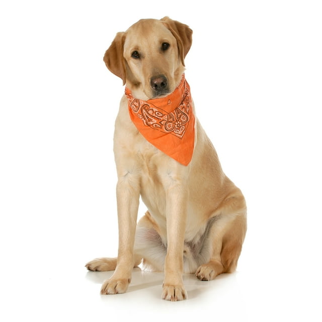 3-Pack Paisley Cotton Dog Scarf Triangle Bibs - XL and Washable (Orange)