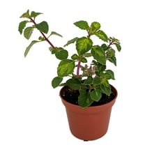 Lemon Lime Kandy Kisses Plant - Hemizygia - 2.5" Pot