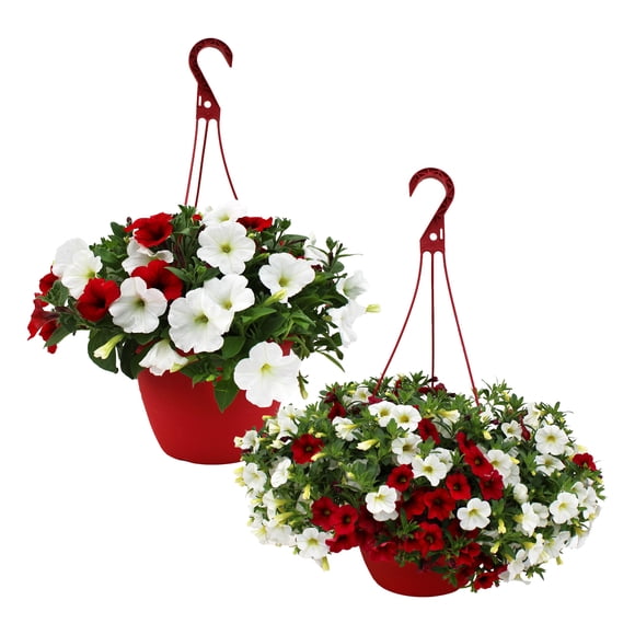 Rainbow Greenhouses 10" Canada Day Hanging Basket Live Plant