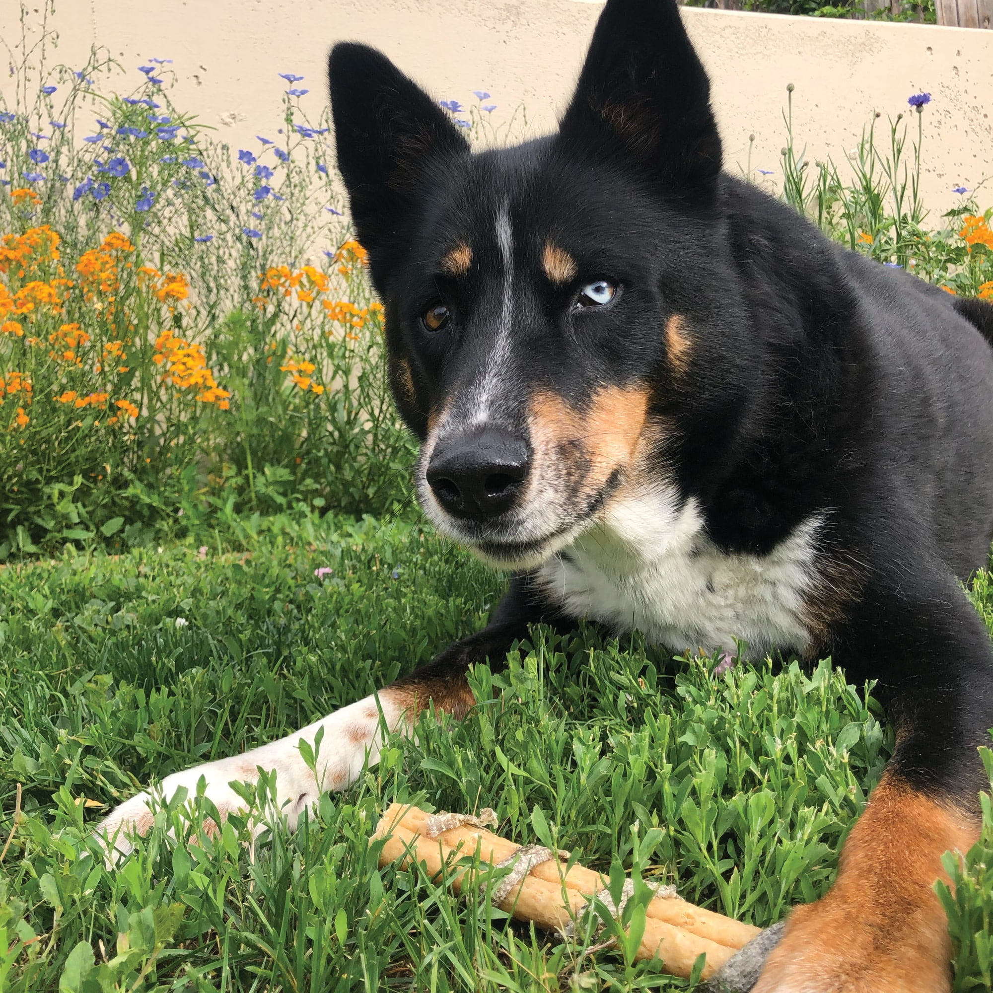 Icelandic+ Collagen Dental Chew: Beef & Cod Skin - 18 Pack - 8" Dog Treat Stick, Hand-Wrapped Fish, 2 Ingredient Pet Snack, Dental Rawhide Alternative