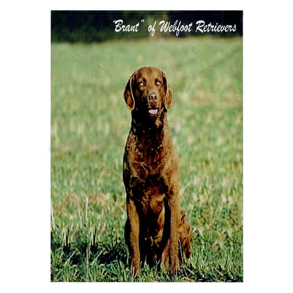 3dRose, Chesapeake Bay Retriever, 22x30 Bath Hand Pool Towel