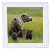 3dRose Alaska, Lake Clark NP, grizzly bear - US02 BJA0125 - Jaynes Gallery - Quilt Square, 8 by 8-inch
