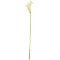 thumbnail image 2 of 18X Color de Decoración Para El Hogar Real Flores Única Artificial Color: Cremoso, 2 of 5