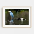 thumbnail image 2 of Great Blue Heron - Pennsylvania Photography Bird Wildlife Nature Lake Scenic Water Animal Unframed Wall Art Print 9 x 12 inches, 2 of 10