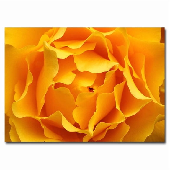 Trademark Fine Art "Hypnotic Yellow Rose" Canvas Art by Kurt Shaffer