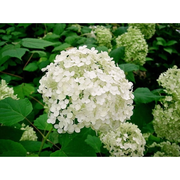 3 Hydrangea Arborescens Annabelle - 2.5 Inch Starter Plant
