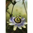 thumbnail image 2 of Passion flower blooms in a greenhouse; Astoria Oregon United States of America Poster Print, 2 of 2