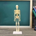 thumbnail image 4 of Human Skeleton Model Education Display Skeleton Models AU, 4 of 10