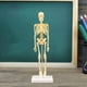 thumbnail image 4 of Modelo de anatomía corporal con huesos visibles y movimiento para exhibición educativa infantil. Modelos Esqueleto-Tipo B, 4 of 9