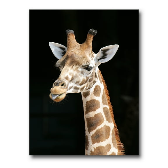 Designart ' Close Up Portrait Of A Giraffe On Black III ' Farmhouse Canvas Wall Art Print