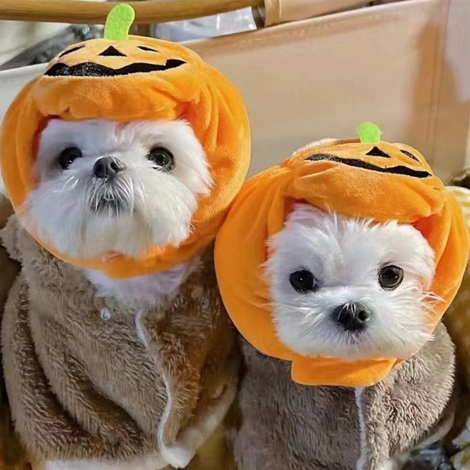 Dog pumpkin hat hotsell