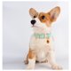 thumbnail image 3 of Collar de perro de cuero para perros pequeños y medianos Collar de cachorro acolchado de cuero suave transpirable ajustable con hebilla de aleación Collar de perro clásico impermeable TUNC Sencillez, 3 of 5