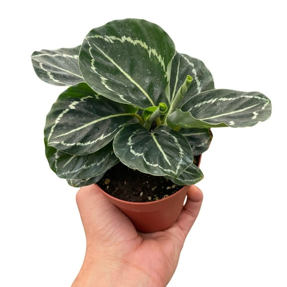 Calathea 'Green Goddess', 4" Pot, Indoor Houseplant, Easy Care, Live Plant for Indoor & Outdoor