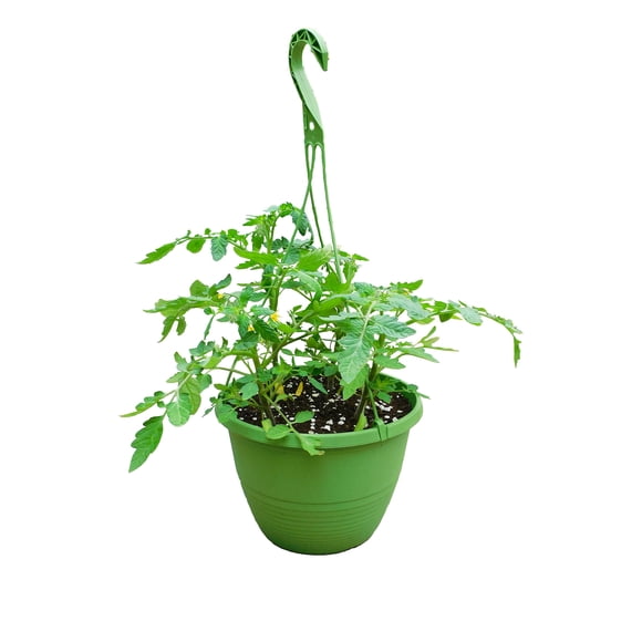 10po Jardiniere Suspendu de Tomate - Plante Vivante en Pot de 10po (Article Unique)