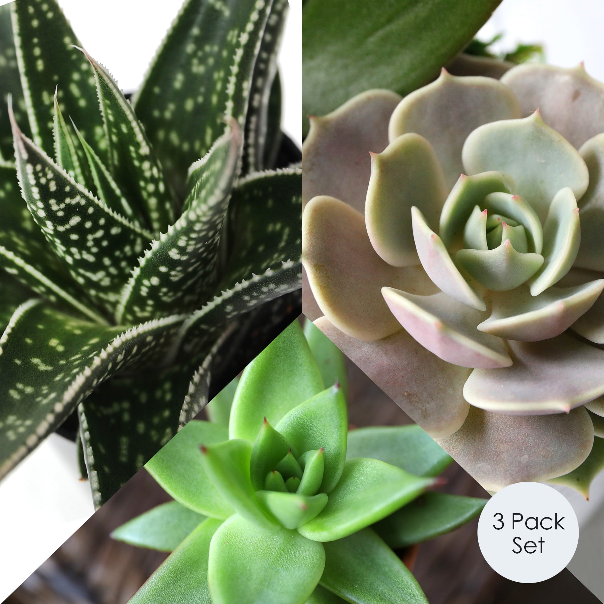2.5IN Succulent Trio (Love You Edition) – Confetti Terrazzo – “I Love You Envelope” Pick