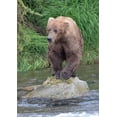 thumbnail image 2 of Su, Keren 18x24 Black Ornate Wood Framed with Double Matting Museum Art Print Titled - Brown Bear catching salmon in Brooks River-Katmai National Park-Alaska-USA, 2 of 4
