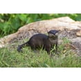 thumbnail image 3 of Hi-Line Gifts 12.75" Otters Outdoor Garden Statue, 3 of 7