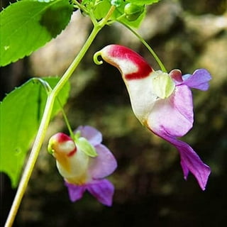 Walmart impatiens flats sale