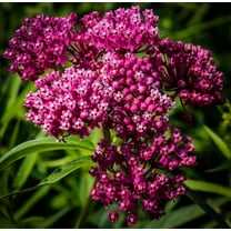 Swamp Milkweed Native Seeds for Planting (100 Seeds) - Asclepias incarnata - Great for Butterfly