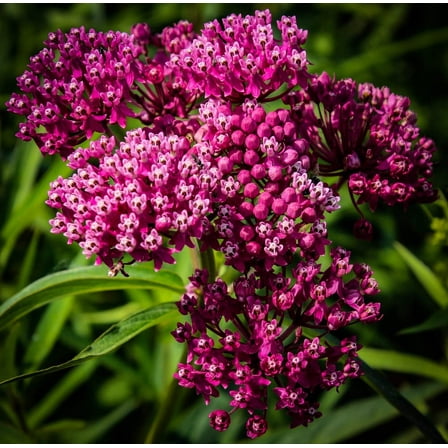 Swamp Milkweed Native Seeds for Planting (100 Seeds) - Asclepias incarnata - Great for Butterfly