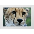 thumbnail image 3 of Dana Underdahl 4x24 White Modern Wood Framed Wall Art Titled - Cheetah I, 3 of 5