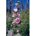 thumbnail image 4 of 50 Pink MOUNTAIN HOLLYHOCK Kankakee Mallow Iliamna Rivularis aka Streambank / Wild / Globemallow Flower Seeds, 4 of 6