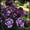 A, variant on Rare Peony for Landscapes-Long Continuous Blooms-Low Maintenance-Ideal for Flower beds, Plant Pots & Planters