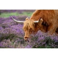 thumbnail image 3 of Parker, Jacky 24x17 Black Modern Framed Museum Art Print Titled - Highland Graze, 3 of 5