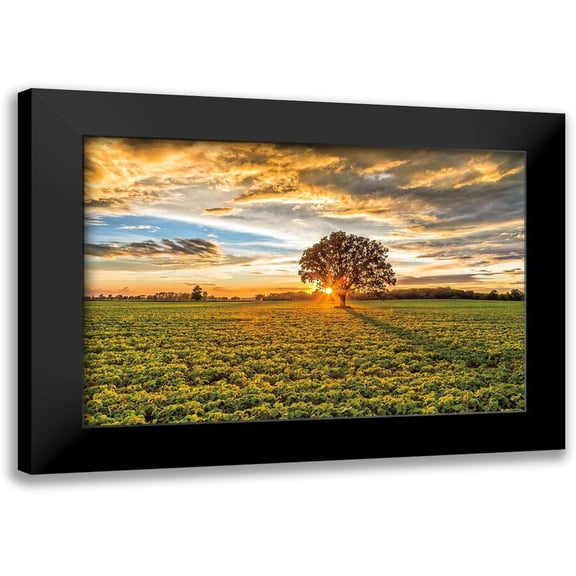 Howarth, Gail 14x11 Black Modern Framed Museum Art Print Titled - After the Storm Burr Oak