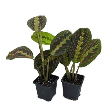 Hirt's Red Prayer Plant - 2 Pack - Maranta - House Plant - 3" Pots