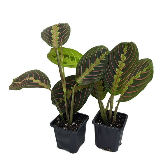 Hirt's Red Prayer Plant - 2 Pack - Maranta - House Plant - 3" Pots