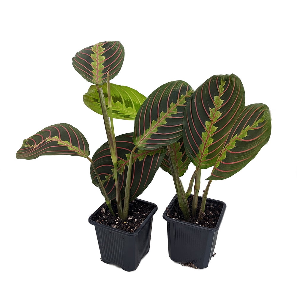 Hirt�s Red Prayer Plant 2 Pack Maranta Easy to Grow