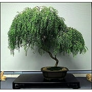 Bonsai Dwarf Weeping Willow Tree - Thick Trunk Cutting - Indoor/Outdoor Live Bonsai Tree - Old Mature Look Fast - Ships from Iowa, USA