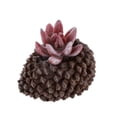 thumbnail image 2 of Artificial Mini Lotus Grass Flor Planta Jardín Decoración Soledad Suculento artificial, 2 of 5