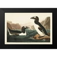 thumbnail image 2 of Audubon, John James 18x13 Black Modern Framed Museum Art Print Titled - Pl 341 Great Auk, 2 of 5