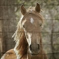 thumbnail image 2 of Kimberly, Allen 26x26 Black Ornate Wood Framed with Double Matting Museum Art Print Titled - Farm Life 6, 2 of 4