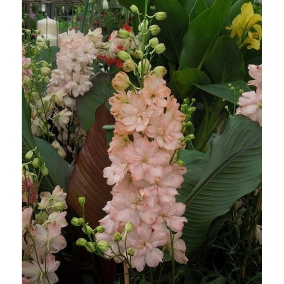 50 Salmon King Delphinium Seeds Perennial Flower Garden Seed Flowers Seed Flower