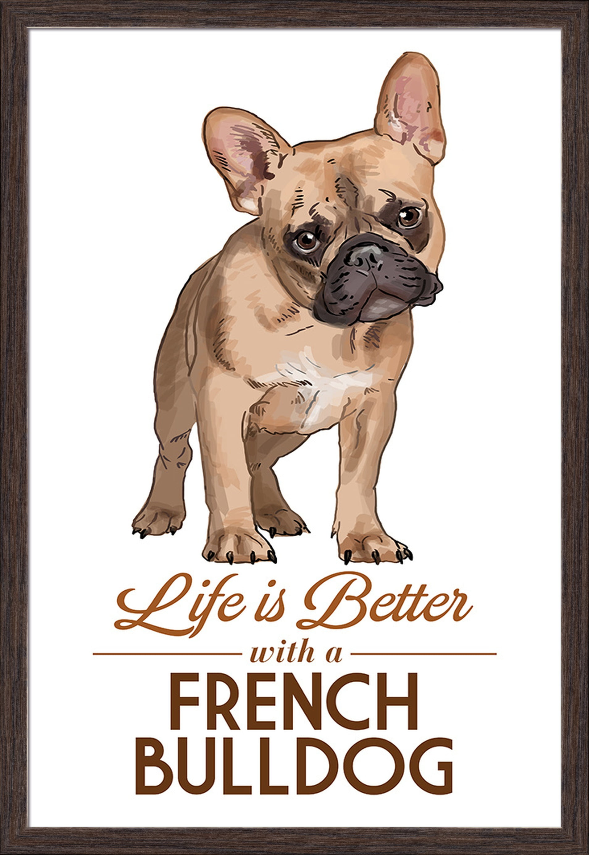 tan and white french bulldog