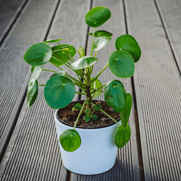 Peperomia Pilea Live Plant, Money Tree Plants, 4-7 inches Tall in 4 inch Pot for Indoor Planting