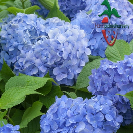 2 Hydrangea Macrophylla Mathilda Gutges Live Plant Quart Pot 2 Hydrangea Macrophylla Mathilda Gutges Live Plant Quart Pot Free